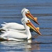 Pelican Pair by lynnz