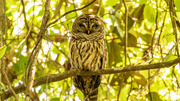 29th Apr 2022 - Sleepy Barred Owl!
