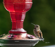 29th Apr 2022 - ~Hummingbird~