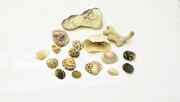30th Apr 2022 - She sells seashells on the seashore...