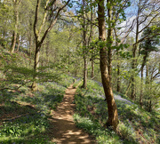 26th Apr 2022 - Bluebell wood, by the River Lune