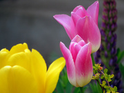 30th Apr 2022 - Tulips...