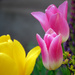 Tulips... by seattlite