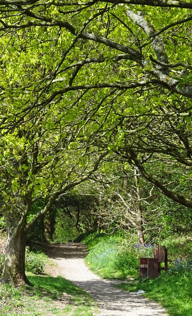Carwood Lane Footpath, Spring version by marianj