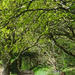 Carwood Lane Footpath, Spring version by marianj