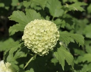 30th Apr 2022 - Snowball Flower?