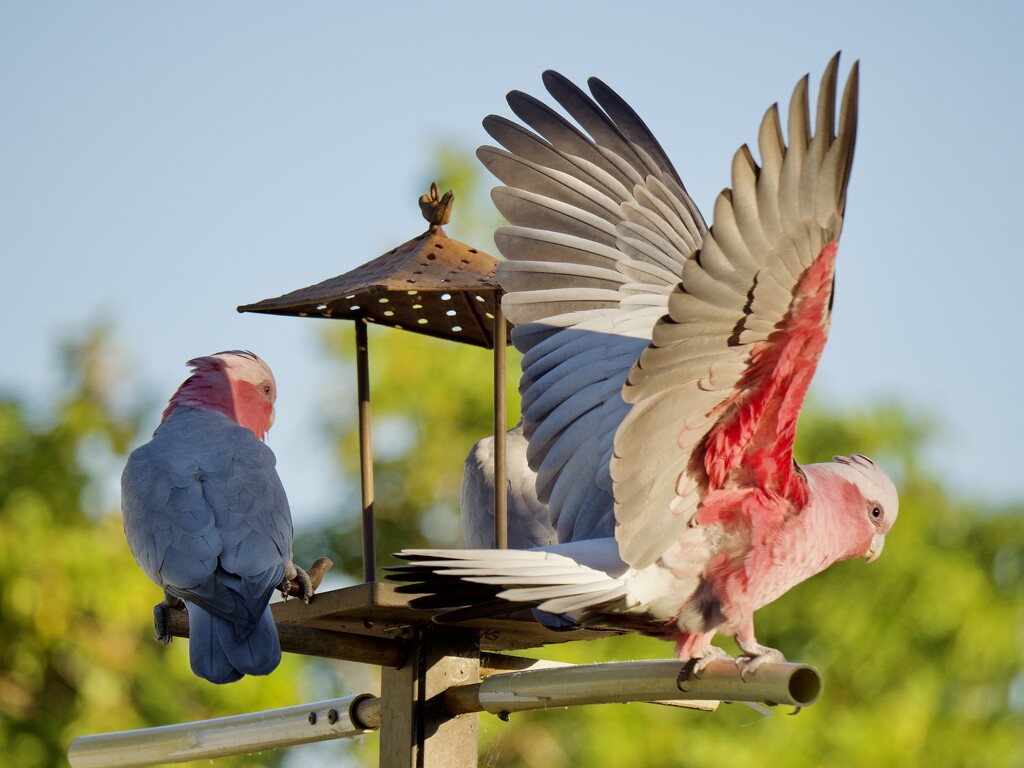 Galahs Are Back, The Feeder's Full   P4303423 by merrelyn