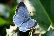 30th Apr 2022 - HOLLY BLUE - TOPSIDE