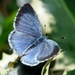 HOLLY BLUE - TOPSIDE by markp