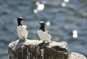 30th Apr 2022 - Guillemots on the Isle of May