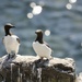 Guillemots on the Isle of May by jamibann