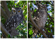 30th Apr 2022 - Visiting Owls