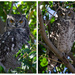 Visiting Owls by salza