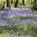 Carpet of Bluebells by fishers