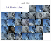 30th Apr 2022 - One Subject - Lilac - The Whole Month