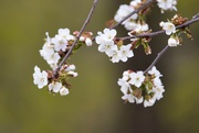 30th Apr 2022 - Cherry blossoms