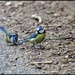 Mr and Mrs Blue Tit by rosiekind