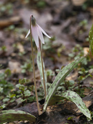 30th Apr 2022 - trout lily 