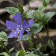 30th Apr 2022 - periwinkle 