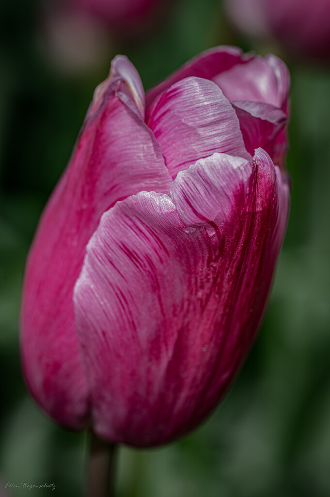 Tulip Pink by theredcamera