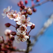 29th Apr 2022 - Tiny Plum blossoms