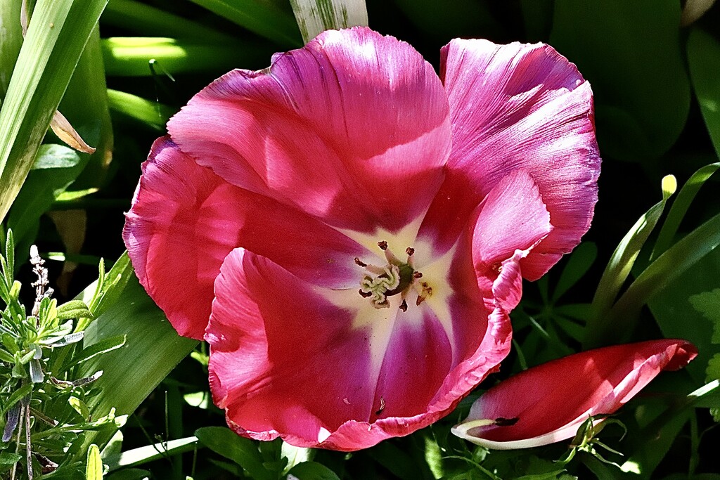 Pink Tulip by carole_sandford