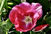 30th Apr 2022 - Pink Tulip