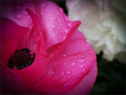 30th Apr 2022 - Ranunculus in the Rain