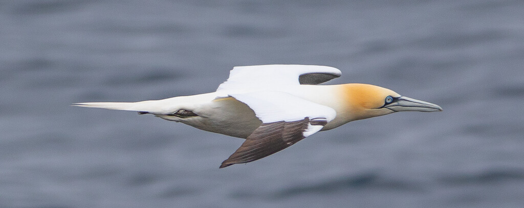 Gannet  by lifeat60degrees