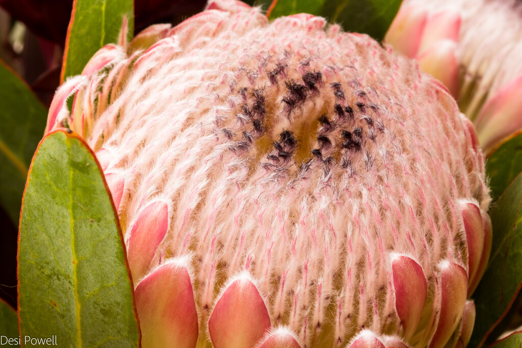 Protea by seacreature