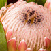 Protea by seacreature