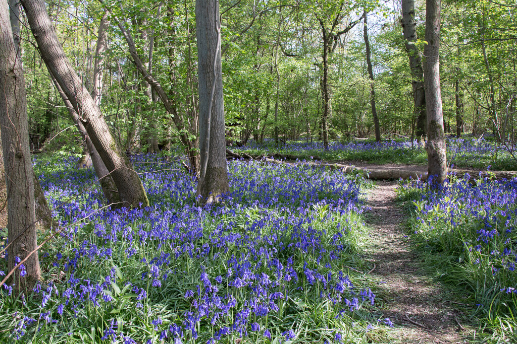 Bluebell woods by busylady