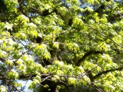 1st May 2022 - Fresh new sweetgum tree leaves...