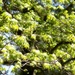 Fresh new sweetgum tree leaves... by marlboromaam