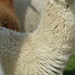 Alpaca- shapes and  shadow  by jokristina