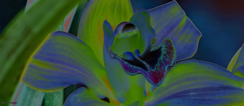 Solarize filter Orchid by larrysphotos