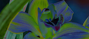 30th Apr 2022 - Solarize filter Orchid