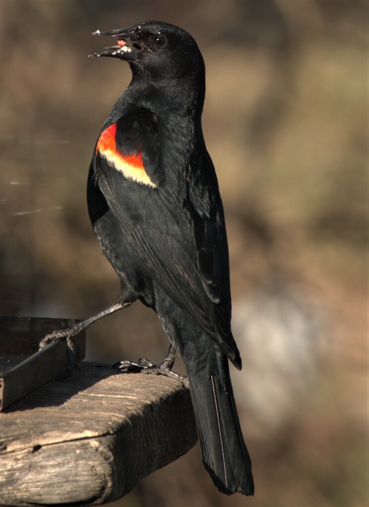 Red-winged blackbird  by radiogirl