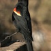 Red-winged blackbird  by radiogirl