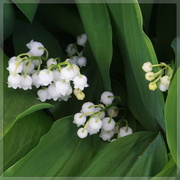 1st May 2022 - lily of the valley  for 1st May