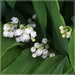 lily of the valley  for 1st May by quietpurplehaze