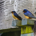 Barn Swallows Resting  by jgpittenger