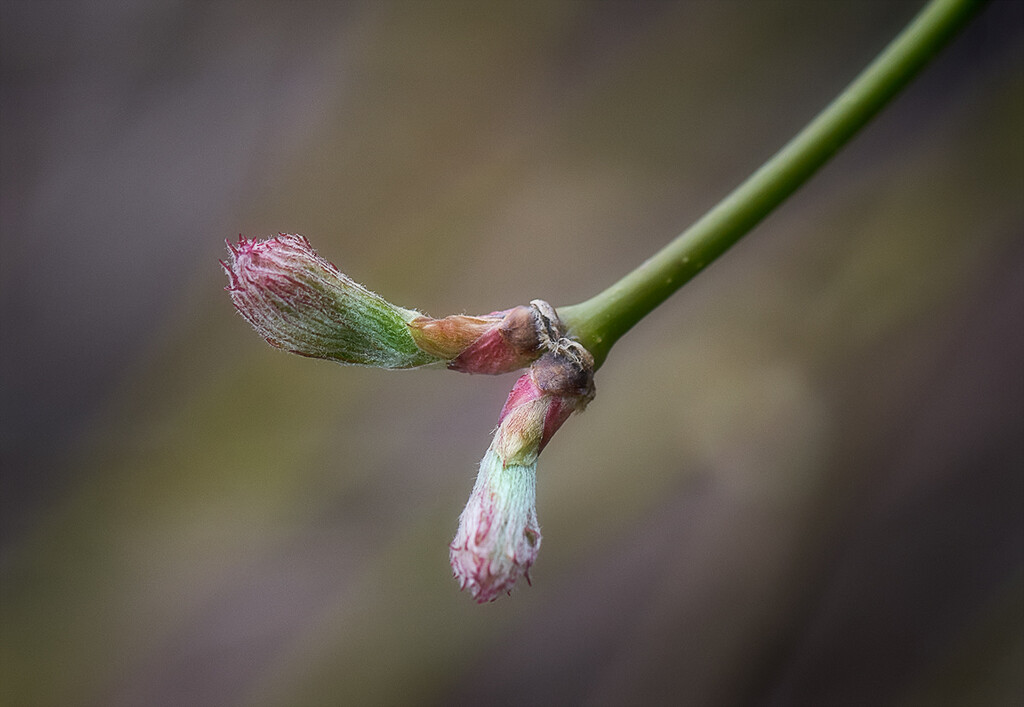 Spring Shoots and Buds #6 by gardencat