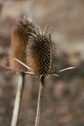 30th Apr 2022 - Teasel or Thistle...I can't tell.