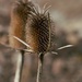 Teasel or Thistle...I can't tell. by thedarkroom