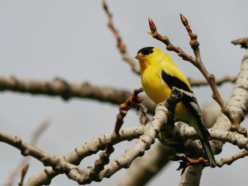 Mr. Goldfinch by ljmanning