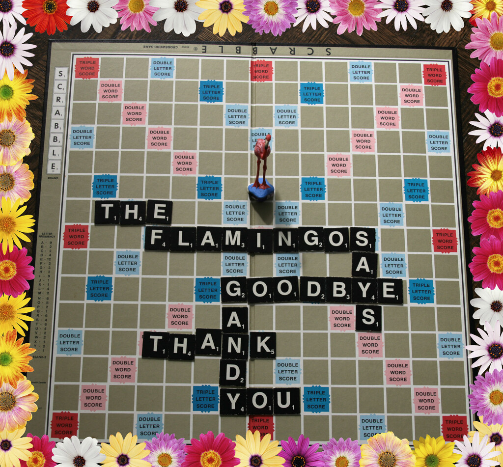 the flamingo says goodbye and thank you by summerfield