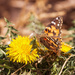 painted lady by aecasey