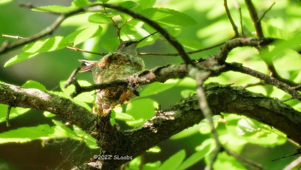 120-365 humming bird nest by slaabs