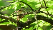 30th Apr 2022 - 120-365 humming bird nest